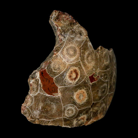 3.1" Polished Hexagonaria Coral Fossil Devonian Age 350 Million Yrs Old Morocco - Fossil Age Minerals