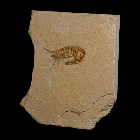 1.5" Fossil Shrimp Carpopenaeus Cretaceous Age 100 Mil Yrs Old Lebanon COA - Fossil Age Minerals