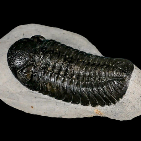 2.5" Moroccops Trilobite Fossil Devonian Morocco 400 Million Years Old COA