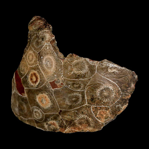 3.1" Polished Hexagonaria Coral Fossil Devonian Age 350 Million Yrs Old Morocco - Fossil Age Minerals