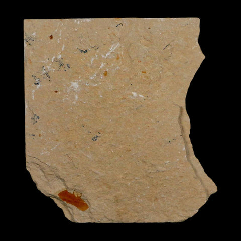 1.5" Fossil Shrimp Carpopenaeus Cretaceous Age 100 Mil Yrs Old Lebanon COA - Fossil Age Minerals