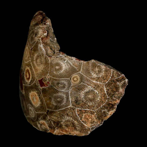 3.1" Polished Hexagonaria Coral Fossil Devonian Age 350 Million Yrs Old Morocco - Fossil Age Minerals