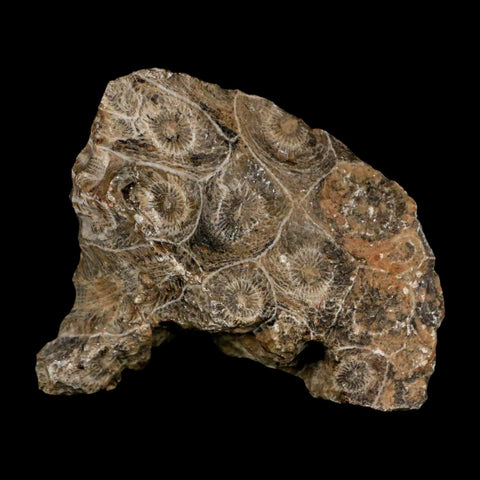 3.1" Polished Hexagonaria Coral Fossil Devonian Age 350 Million Yrs Old Morocco - Fossil Age Minerals