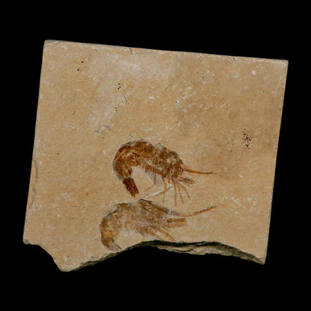 2 Two Fossil Shrimp Carpopenaeus Cretaceous Age 100 Mil Yrs Old Lebanon COA