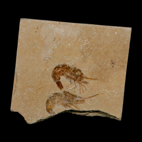 2 Two Fossil Shrimp Carpopenaeus Cretaceous Age 100 Mil Yrs Old Lebanon COA