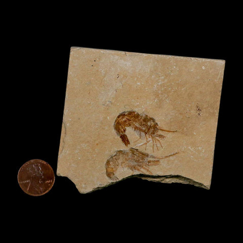 2 Two Fossil Shrimp Carpopenaeus Cretaceous Age 100 Mil Yrs Old Lebanon COA