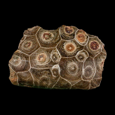 2.5" Polished Hexagonaria Coral Fossil Devonian Age 350 Million Yrs Old Morocco