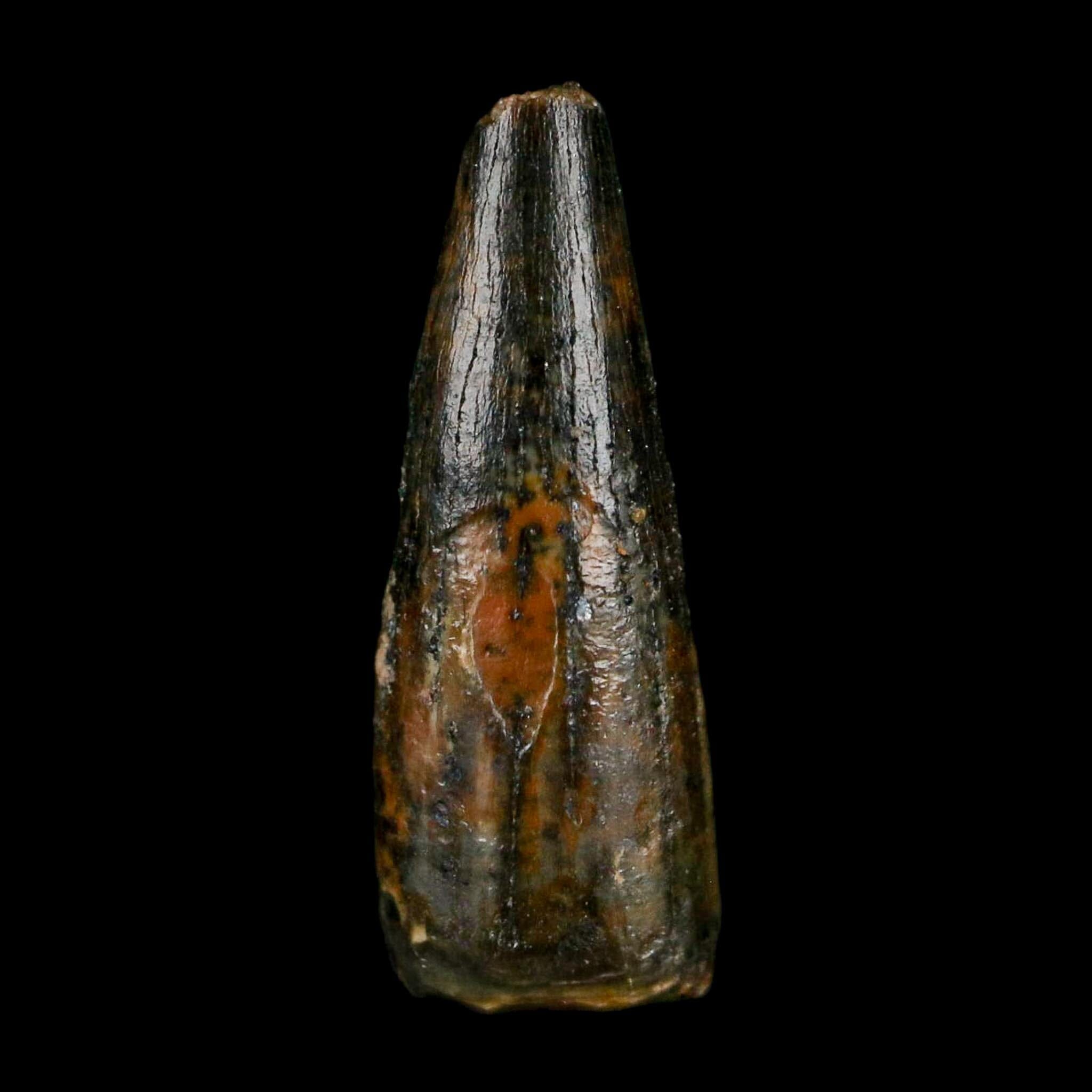 0.7" Pterosaur Coloborhynchus Fossil Tooth Upper Cretaceous Morocco COA, Display - Fossil Age Minerals