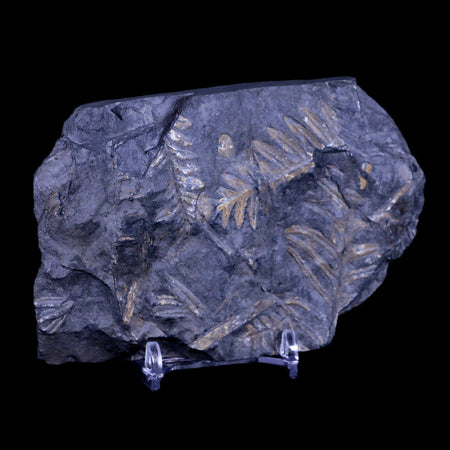 4.7" Alethopteris Fern Plant Leaf Fossil Carboniferous Age Llewellyn FM ST Clair, PA