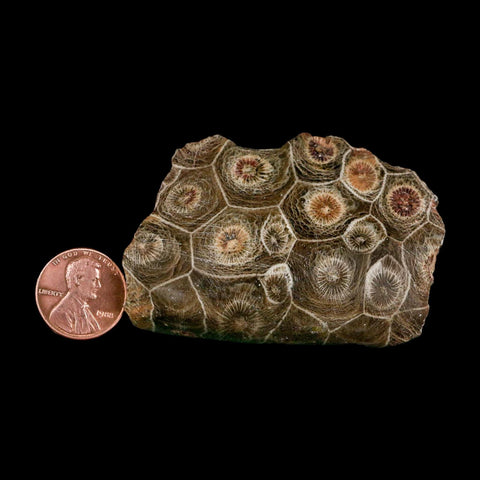 2.5" Polished Hexagonaria Coral Fossil Devonian Age 350 Million Yrs Old Morocco - Fossil Age Minerals