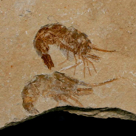 2 Two Fossil Shrimp Carpopenaeus Cretaceous Age 100 Mil Yrs Old Lebanon COA