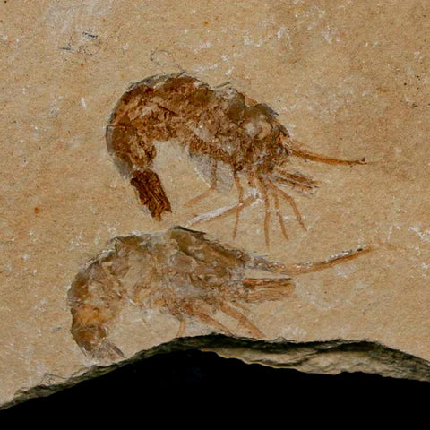 2 Two Fossil Shrimp Carpopenaeus Cretaceous Age 100 Mil Yrs Old Lebanon COA
