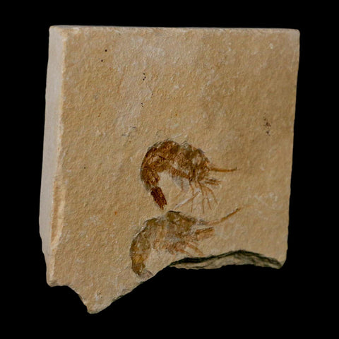2 Two Fossil Shrimp Carpopenaeus Cretaceous Age 100 Mil Yrs Old Lebanon COA