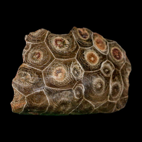 2.5" Polished Hexagonaria Coral Fossil Devonian Age 350 Million Yrs Old Morocco - Fossil Age Minerals