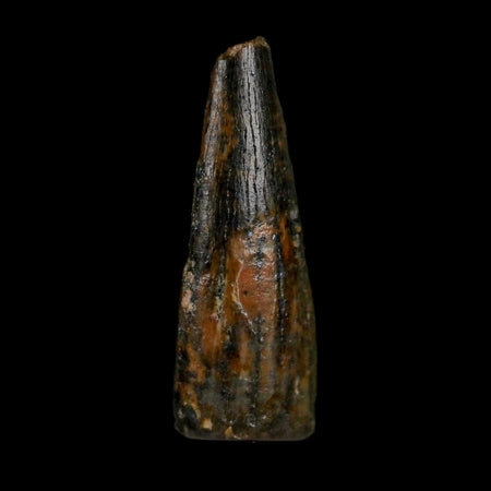 0.7" Pterosaur Coloborhynchus Fossil Tooth Upper Cretaceous Morocco COA, Display