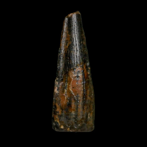 0.7" Pterosaur Coloborhynchus Fossil Tooth Upper Cretaceous Morocco COA, Display - Fossil Age Minerals