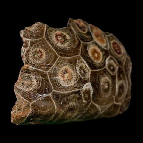 2.5" Polished Hexagonaria Coral Fossil Devonian Age 350 Million Yrs Old Morocco - Fossil Age Minerals