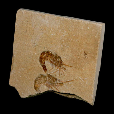 2 Two Fossil Shrimp Carpopenaeus Cretaceous Age 100 Mil Yrs Old Lebanon COA