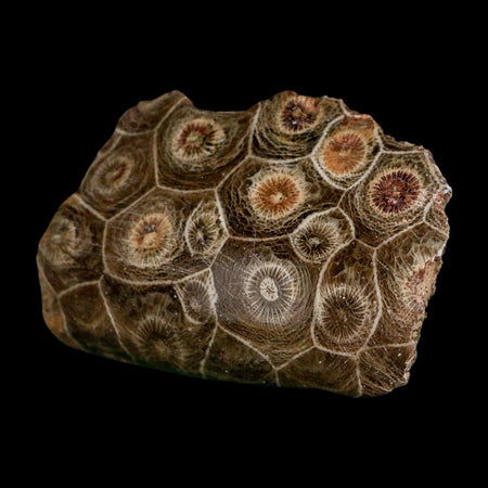 2.5" Polished Hexagonaria Coral Fossil Devonian Age 350 Million Yrs Old Morocco