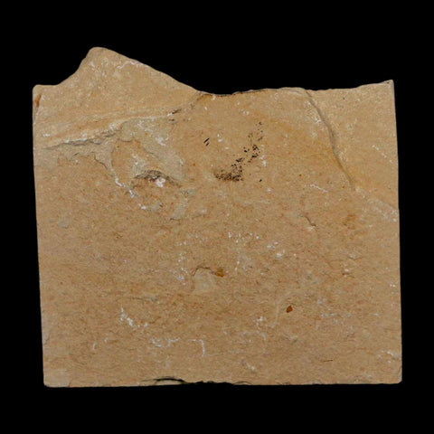 2 Two Fossil Shrimp Carpopenaeus Cretaceous Age 100 Mil Yrs Old Lebanon COA