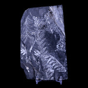 4.7" Alethopteris Fern Plant Leaf Fossil Carboniferous Age Llewellyn FM ST Clair, PA