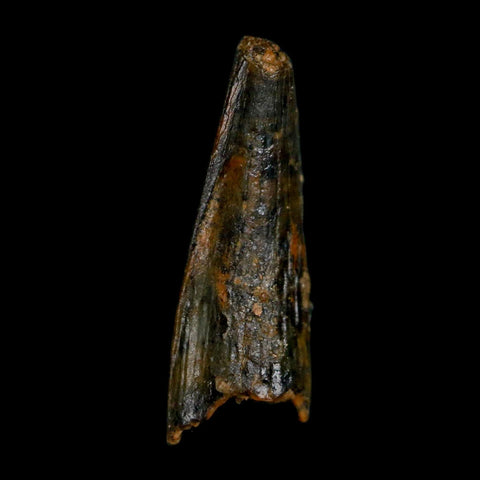 0.7" Pterosaur Coloborhynchus Fossil Tooth Upper Cretaceous Morocco COA, Display - Fossil Age Minerals