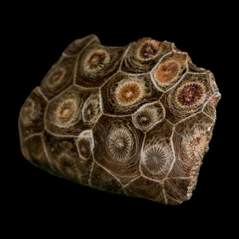 2.5" Polished Hexagonaria Coral Fossil Devonian Age 350 Million Yrs Old Morocco - Fossil Age Minerals