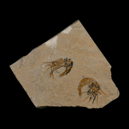2 Two Fossil Shrimp Carpopenaeus Cretaceous Age 100 Mil Yrs Old Lebanon COA