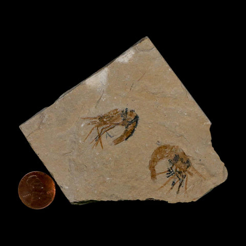 2 Two Fossil Shrimp Carpopenaeus Cretaceous Age 100 Mil Yrs Old Lebanon COA