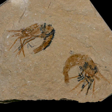 2 Two Fossil Shrimp Carpopenaeus Cretaceous Age 100 Mil Yrs Old Lebanon COA