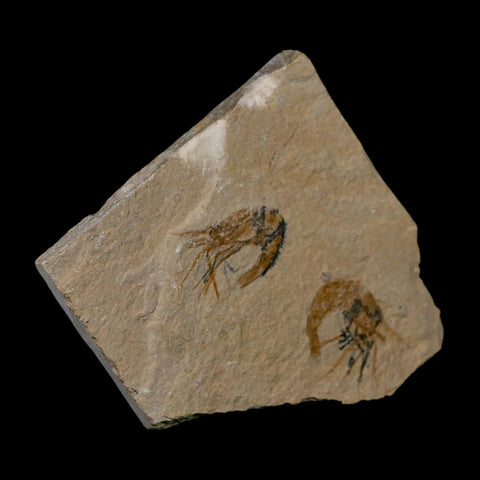 2 Two Fossil Shrimp Carpopenaeus Cretaceous Age 100 Mil Yrs Old Lebanon COA