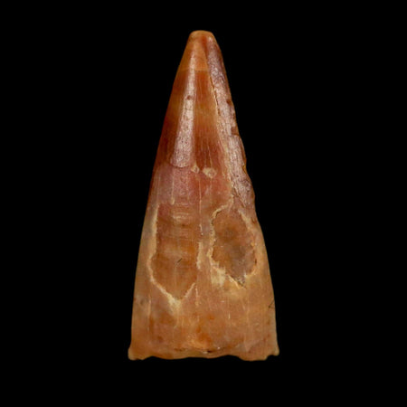 0.6" Pterosaur Coloborhynchus Fossil Tooth Upper Cretaceous Morocco COA, Display