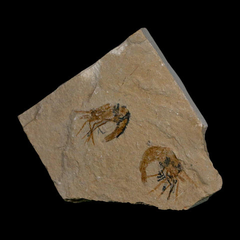 2 Two Fossil Shrimp Carpopenaeus Cretaceous Age 100 Mil Yrs Old Lebanon COA
