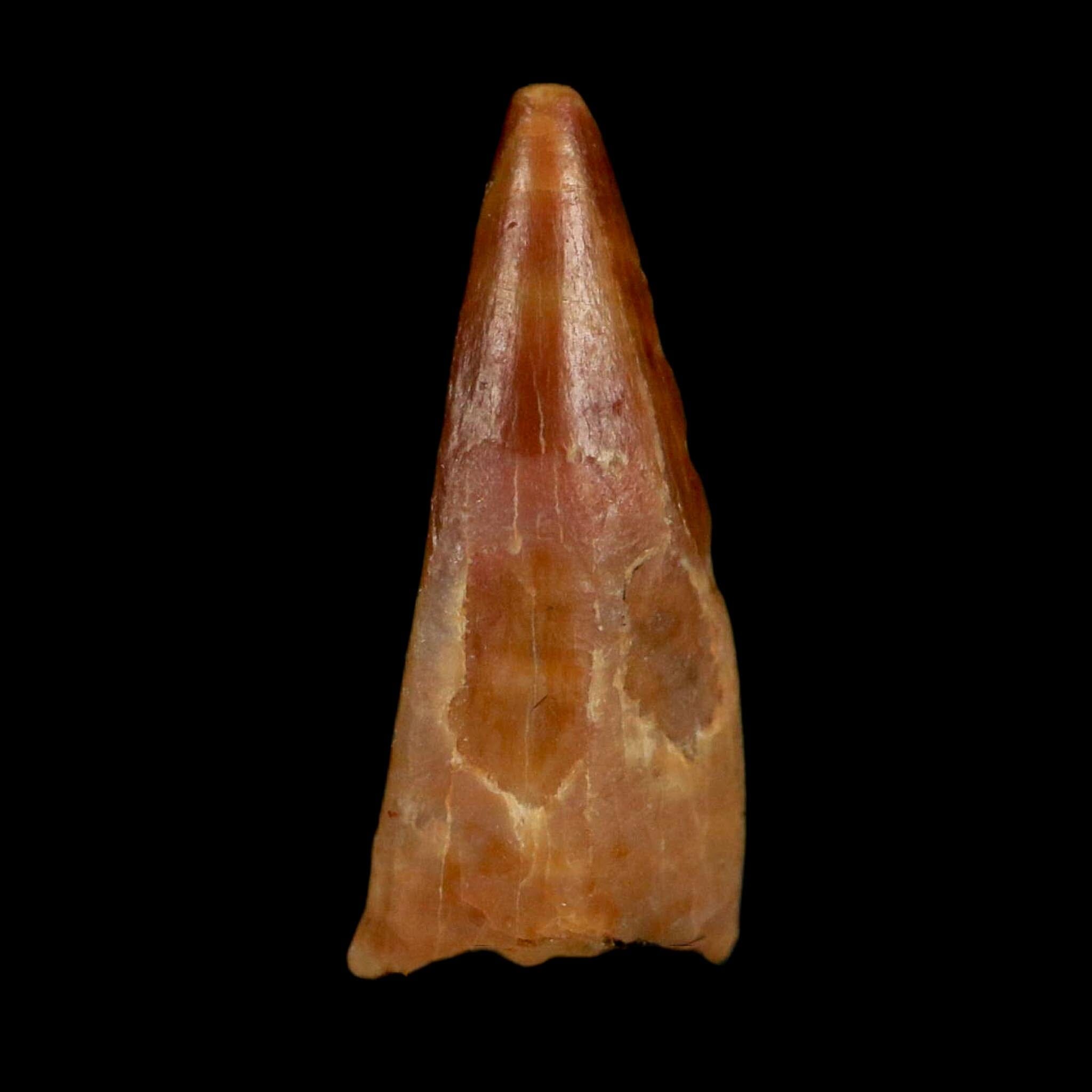 0.6" Pterosaur Coloborhynchus Fossil Tooth Upper Cretaceous Morocco COA, Display - Fossil Age Minerals