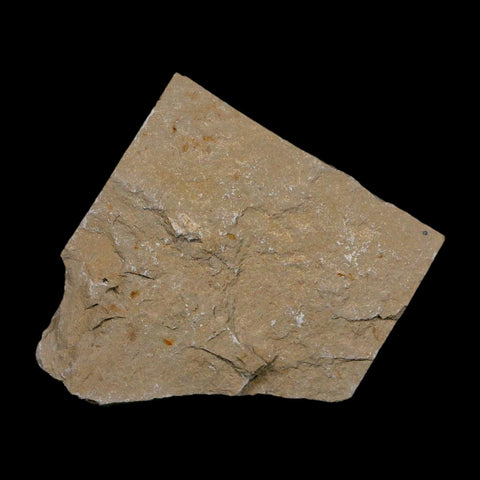 2 Two Fossil Shrimp Carpopenaeus Cretaceous Age 100 Mil Yrs Old Lebanon COA