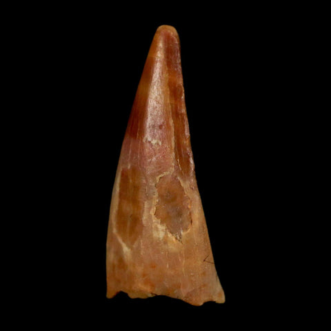 0.6" Pterosaur Coloborhynchus Fossil Tooth Upper Cretaceous Morocco COA, Display - Fossil Age Minerals