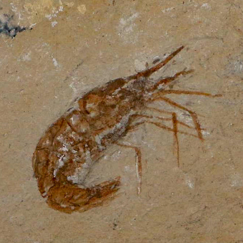 1.4" Fossil Shrimp Carpopenaeus Cretaceous Age 100 Mil Yrs Old Lebanon COA - Fossil Age Minerals