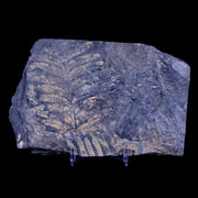 5.2" Alethopteris Fern Plant Leaf Fossil Carboniferous Age Llewellyn FM ST Clair, PA