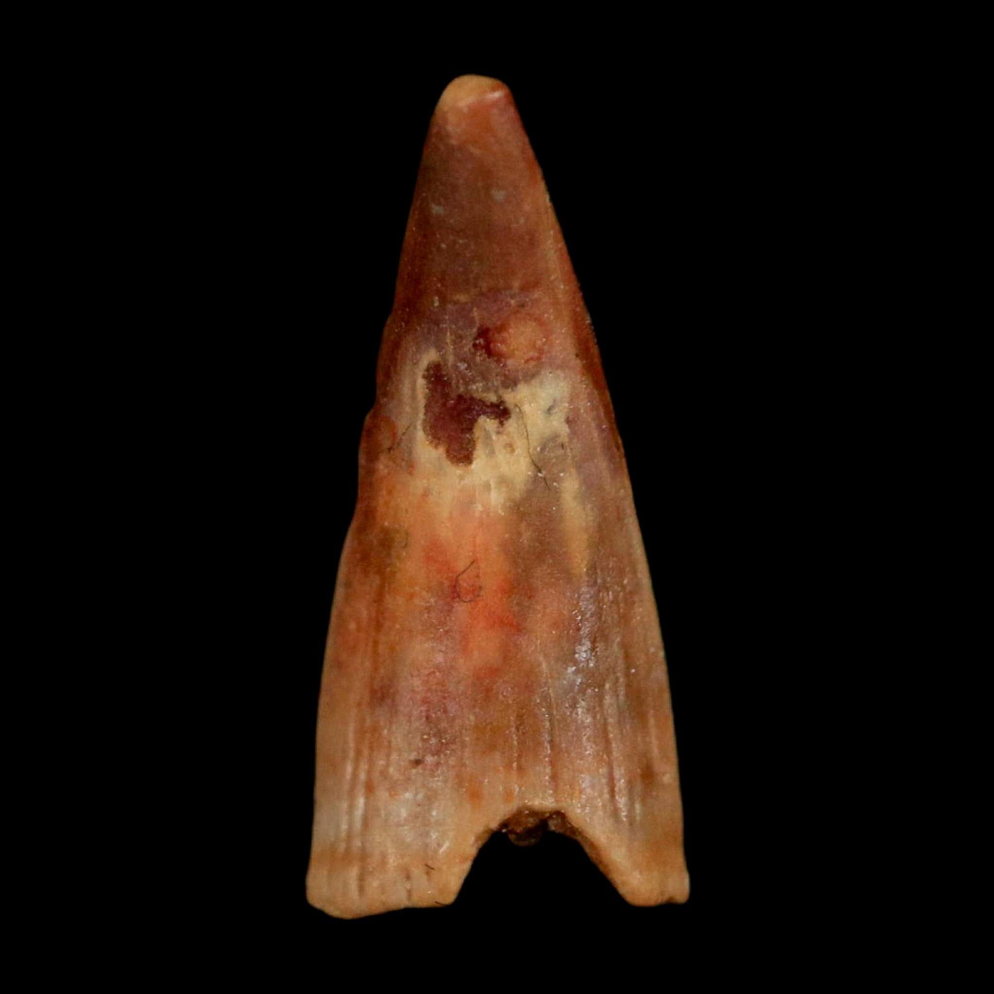0.6" Pterosaur Coloborhynchus Fossil Tooth Upper Cretaceous Morocco COA, Display - Fossil Age Minerals