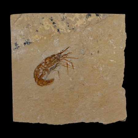 1.4" Fossil Shrimp Carpopenaeus Cretaceous Age 100 Mil Yrs Old Lebanon COA
