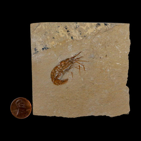 1.4" Fossil Shrimp Carpopenaeus Cretaceous Age 100 Mil Yrs Old Lebanon COA - Fossil Age Minerals