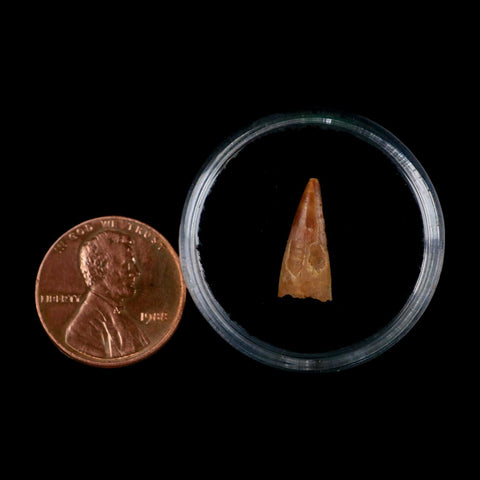 0.6" Pterosaur Coloborhynchus Fossil Tooth Upper Cretaceous Morocco COA, Display - Fossil Age Minerals