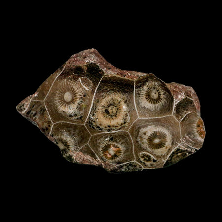 2.4" Polished Hexagonaria Coral Fossil Devonian Age 350 Million Yrs Old Morocco