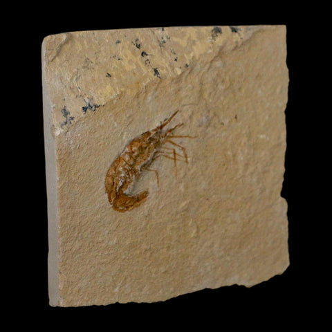 1.4" Fossil Shrimp Carpopenaeus Cretaceous Age 100 Mil Yrs Old Lebanon COA - Fossil Age Minerals
