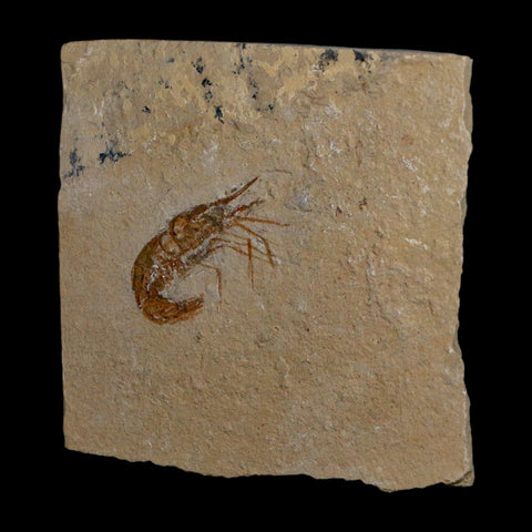1.4" Fossil Shrimp Carpopenaeus Cretaceous Age 100 Mil Yrs Old Lebanon COA - Fossil Age Minerals
