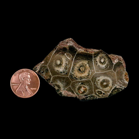 2.4" Polished Hexagonaria Coral Fossil Devonian Age 350 Million Yrs Old Morocco - Fossil Age Minerals