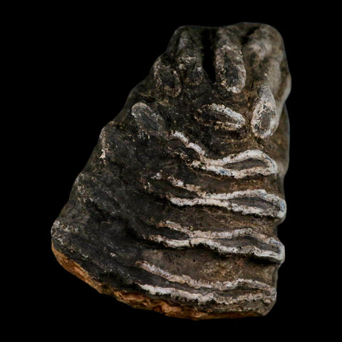 5.8" Columbian Mammoth Mammuthus Columbi Fossil Tooth Molar Pleistocene Age NC - Fossil Age Minerals