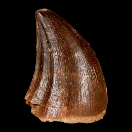 1.4" Mosasaur Prognathodon Fossil Tooth Cretaceous Dinosaur Era COA, Stand