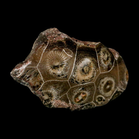 2.4" Polished Hexagonaria Coral Fossil Devonian Age 350 Million Yrs Old Morocco