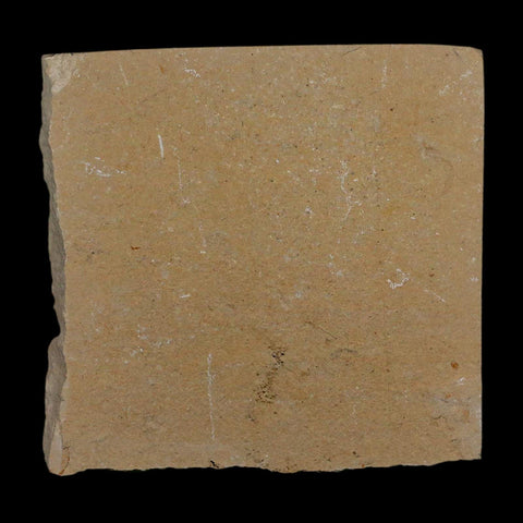 1.4" Fossil Shrimp Carpopenaeus Cretaceous Age 100 Mil Yrs Old Lebanon COA - Fossil Age Minerals